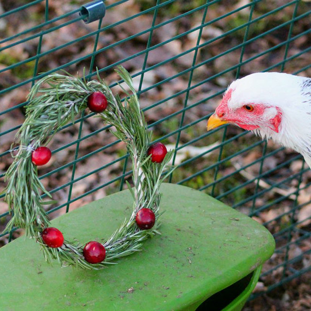 backyard chicken herbal wreath
