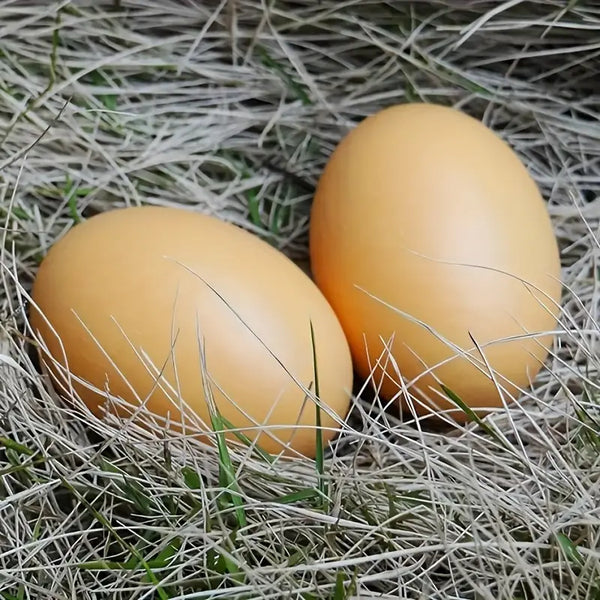 Chicken Coop Training Eggs (5 pack)