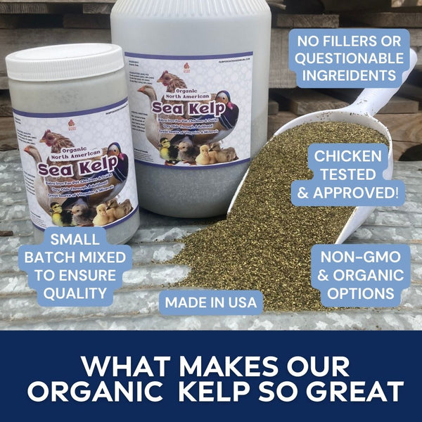 North Atlantic Kelp For Extra Vitamins, Minerals, & Amino Acids For Pet Chickens & Ducks