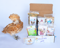 Clucks Of Joy Subscription Box (6 Month Pre-Paid): Pest Control & Non-GMO Treats Delivered Monthly!