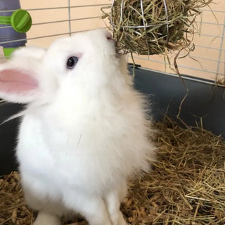 Hanging Rabbit Food Dispenser, Rabbit Grass Ball