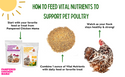 Vital Nutrients: Supplemental Essential Vitamins & Trace Minerals For Pet Chickens & Ducks