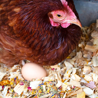 Best Eggs Ever! Nesting Herbs (Chamomile, Roses, Lavender, Cornflowers, & Calendula) For Pet Chickens