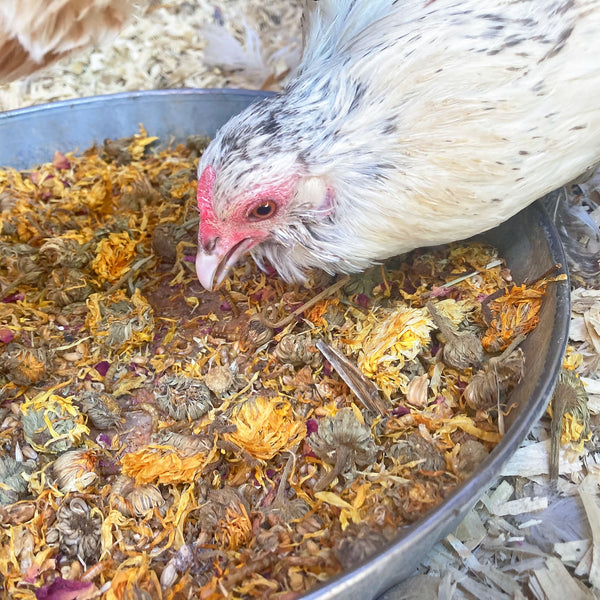 PowerHen (TM) High Protein Treat With Mealworms, Black Soldier Fly Larvae, & Herbs For Backyard Chickens