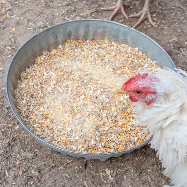 white hen eating Fluffiest Feathers Ever chicken treats