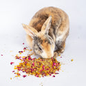 Bun's Rescue Rabbit Bakery Forage Herbs For Rabbits, Guinea Pigs, Hamsters, Chinchillas, & Other Small Animals