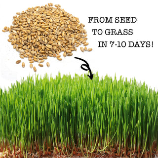 Premium Wheat Seeds for Sprouting Fodder (Wheat Grass) -- Grown In Missouri To Encourage Positive Behaviors
