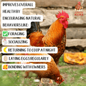 Vital Nutrients: Supplemental Essential Vitamins & Trace Minerals For Pet Chickens & Ducks