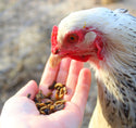 chicken eating black soldier fly larvae