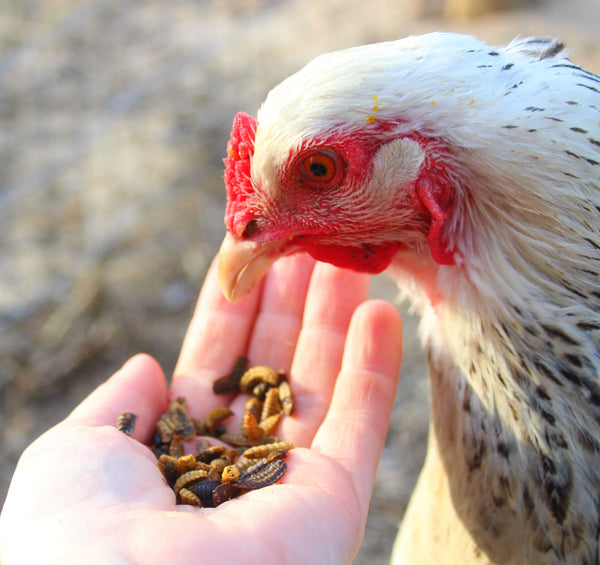 chicken eating black soldier fly larvae