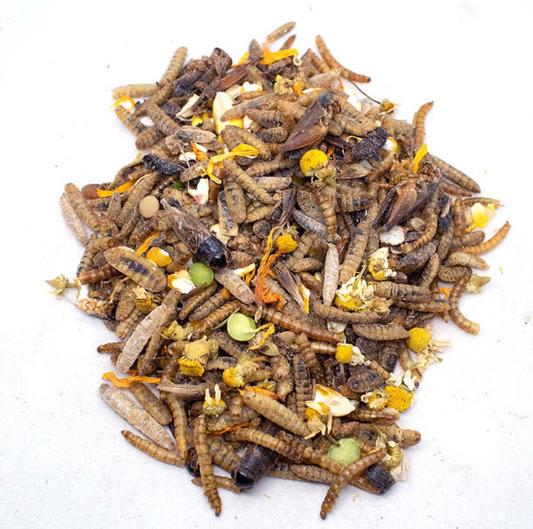 Chicken Candy Treat For Chickens: BloomGrubs, Mealworms, Crickets, Corn, Peas, & More!