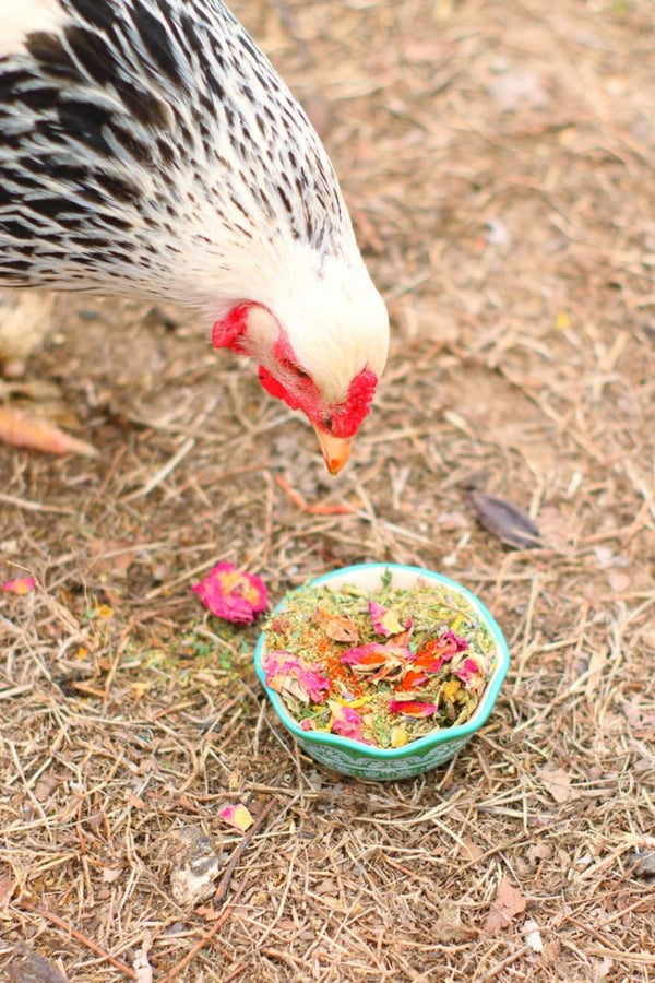 chicken looking at WormBGone Nesting Herbs For Pet Chickens in a bowl