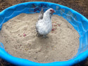 Pick Me Up Floral Dust Bath With Herbs - For Pet Chickens & Other Poultry