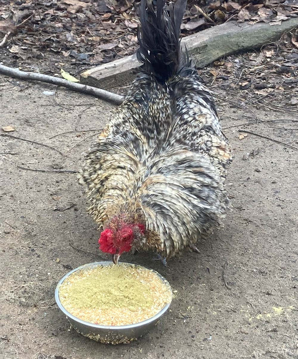 Pumpkin Seed Delight - Add To Feed For For Healthy Coops