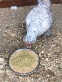 Pumpkin Seed Delight - Add To Feed For For Healthy Coops