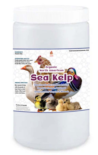 North Atlantic Kelp For Extra Vitamins, Minerals, & Amino Acids For Pet Chickens & Ducks